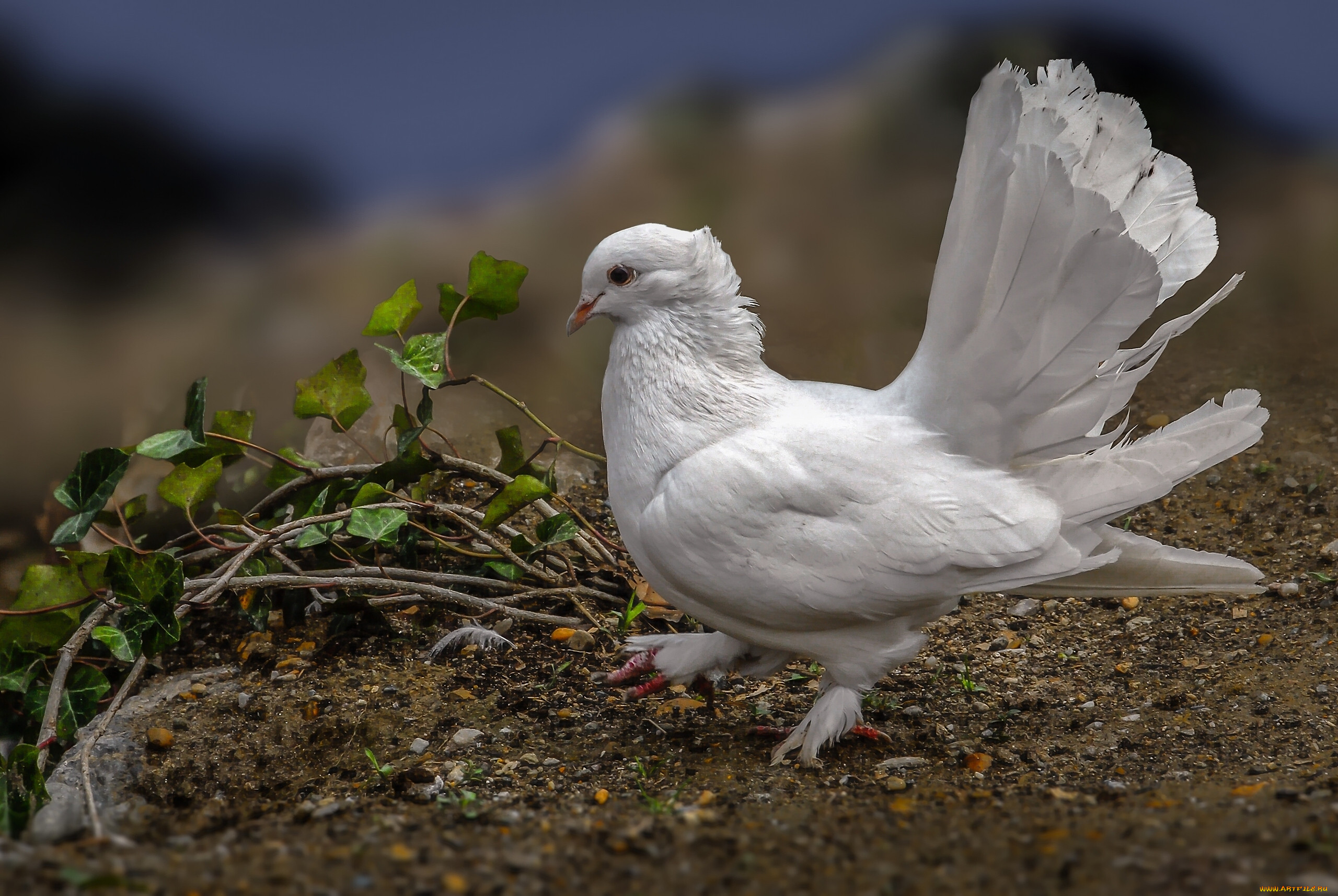 Golubi. Белый хохлатый голубь. Белые чубатые голуби. Горлица белая птица. Голуби Горлица белая.